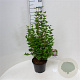 Syringa Tinkerbelle 40-50 cm 5,0L