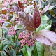 Viburnum tin. 'Purpureum' 40-50 cm 5,0L
