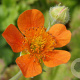 Geum coccineum 'Borisii' GM P9