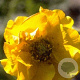 Geum chiloense 'Lady Stratheden' GM P9