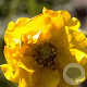 Geum chiloense 'Lady Stratheden' GM P9