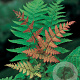 Dryopteris erythrosora GM P9