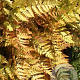 Dryopteris erythrosora GM P9