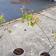 Amelanchier lamarckii 60-80 cm 2,0L