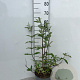 Buddleja d. 'Border Beauty' 30-40 cm 5,0L