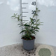 Buddleja d. 'Royal Red' 15-20 cm 2,0L
