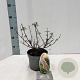 Buddleja d. 'White Profusion' 30-40 cm 2,0L
