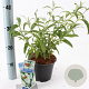 Buddleja d. 'White Profusion' 30-40 cm 2,0L
