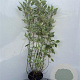 Cornus alba 'Elegantissima' 100-125 cm 5,0L