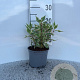 Cornus alba 'Elegantissima' 15-20 cm 2,0L