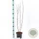 Cornus alba 'Elegantissima' 40-60 cm 2,0L