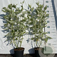 Cornus alba 'Elegantissima' 40-60 cm 2,0L