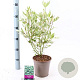 Cornus alba 'Elegantissima' 40-60 cm 2,0L