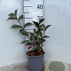Cornus alba 'Kesselringii' plantgoed 2,0L
