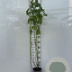 Cornus alba 80-100 cm 2,0L