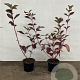 Cornus alba 'Sibirica' 40-60 cm 2,0L