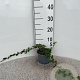 Cotoneaster dammeri 30-40 cm C1.3