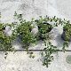 Cotoneaster dammeri 30-40 cm 2,0L