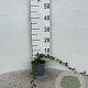 Cotoneaster dam. 'Major' 30-40 cm C1.3