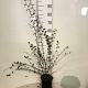 Cotoneaster franchetii 80-100 cm 2,0L