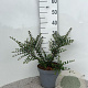 Cotoneaster horizontalis 40-60 cm 5,0L