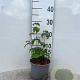 Cornus kousa 30-40 cm 2,0L