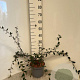 Cotoneaster lacteus 60-80 cm 5,0L