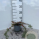 Cotoneaster pr. 'Streib's Findling' 15-20 cm C1.3