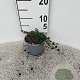 Cotoneaster pr. 'Streib's Findling' plantgoed C1.3