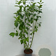 Cornus sericea 'Flaviramea' 125-150 cm 5,0L