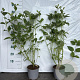 Cornus sericea 'Flaviramea' 60-80 cm 2,0L