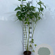 Cornus sericea 'Flaviramea' 60-80 cm 2,0L