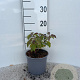 Cornus sang. 'Midwinter Fire' 10-15 cm 2,0L
