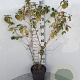 Cornus sang. 'Midwinter Fire' 60-80 cm 5,0L