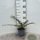 Cotoneaster suec. 'Skogholm' 20-25 cm C1.3