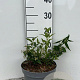 Deutzia gracilis 15-20 cm 5,0L