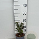Deutzia gracilis plantgoed C1.3
