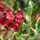 Escallonia 'C.F. Ball' 20-25 cm 5,0L