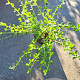Escallonia 'C.F. Ball' 20-25 cm 5,0L
