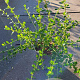 Escallonia 'C.F. Ball' 20-25 cm 5,0L