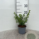 Escallonia 'Donard Seedling' 15-20 cm C1.3