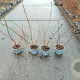 Escallonia 'Donard Seedling' 40-60 cm C1.3