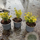 Euonymus fort. 'Emerald 'n' Gold' plantgoed C1.3