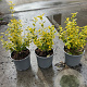 Euonymus fort. 'Emerald 'n' Gold' plantgoed C1.3