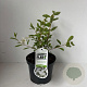 Exochorda 'The Bride' 30-40 cm 3,0L