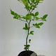 Fagus sylvatica 30-40 cm 2,5L