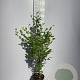 Fagus sylvatica 40-60 cm 2,0L