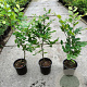 Fagus sylvatica 60-70 cm 2,5L