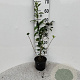 Forsythia int. 'Spectabilis' 40-60 cm 2,0L
