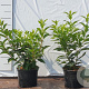 Forsythia int. Week-End 40-60 cm 2,0L